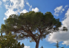 Il MIPAAF – Ministero delle Politiche Agricole Alimentari e Forestali “premia” Policoro: censiti 3 Alberi Monumentali, i primi della costa metapontina