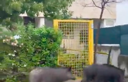 POLICORO – Emergenza cinghiali, da consigliere Marrese una proposta per arginare un problema sempre più grave