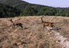 Trasferiti esemplari di cervi nella Foresta di Fossa Cupa