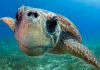 Tutela della tartaruga Caretta caretta, firmato protocollo d’intesa tra il Comune di Policoro e Legambiente