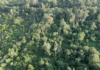 Lavori di rinaturalizzazione del bosco Pantano di Policoro, la Provincia di Matera: “Non siamo stati coinvolti nell’elaborazione del progetto pur essendo l’ente gestore dell’area”